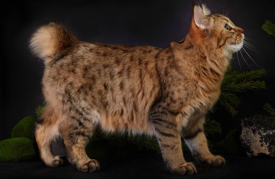 Порода кошек Пиксибоб (короткохвостый эльф)