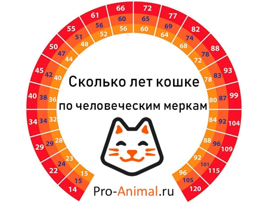 Кошачий возраст. Возраст кошек. Возраст кошки по человеческим меркам. Кошачьи года по человеческим меркам. Сколько лет кошке по человеческим меркам.