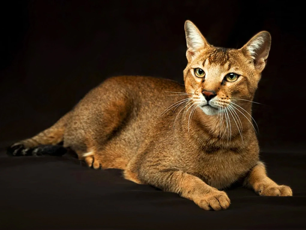 Чаузи кошка