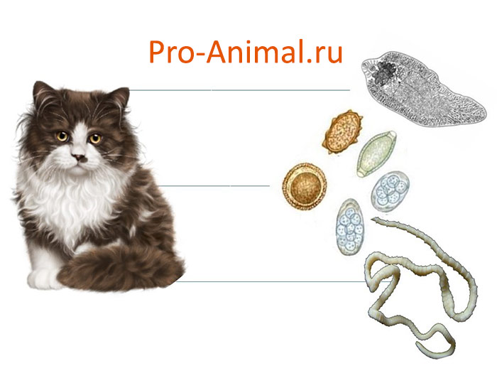 Глисты у кошек: виды, симптомы и способы лечения (лекарства) | Pro-Animal.ru