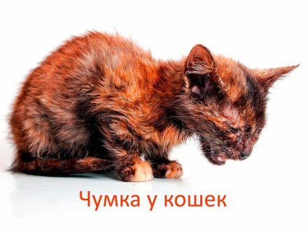 Чумка у кошек