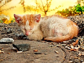 Бездомная кошка