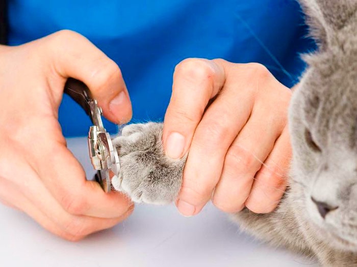 Как подстричь когти кошка