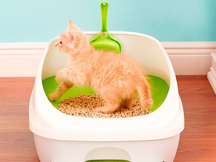 Как приучить котенка или кошку к лотку или унитазу | Pro-Animal.ru
