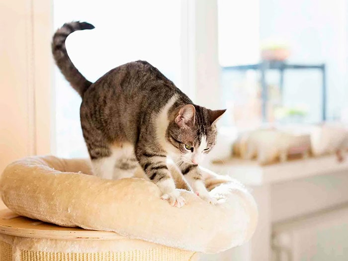 Почему кошки мнут лапами человека или одеяло | Pro-Animal.ru