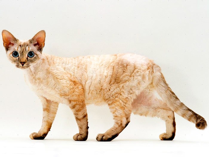 Порода кошек Орегон Рекс
