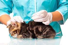 Кошке делают прививку
