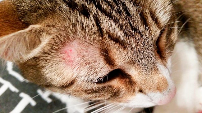 Лишай у кошек и котят - фото, виды, симптомы и лечение | Pro-Animal.ru