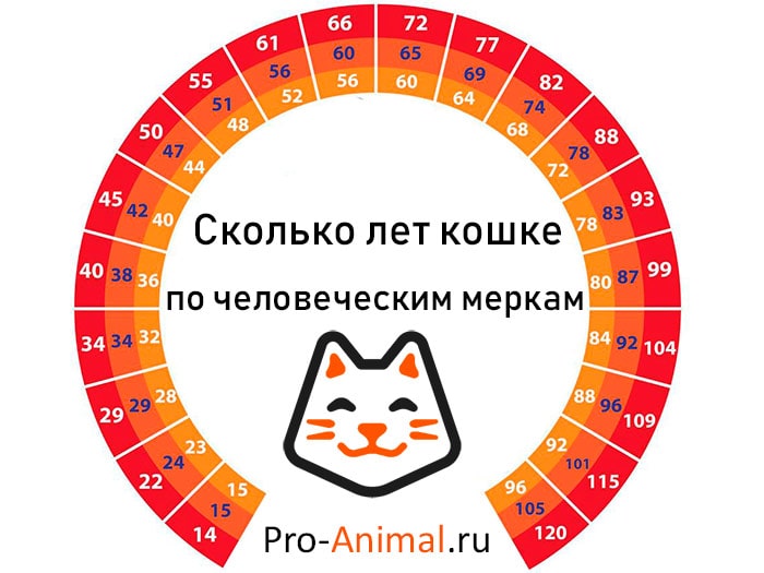 Возраст кошек и котят по человеческим меркам (таблица и калькулятор) |  Pro-Animal.ru