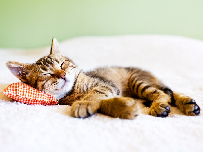 Сколько часов спят кошки, коты и котята в сутки и за всю жизнь |  Pro-Animal.ru