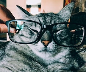 Кошка в очках