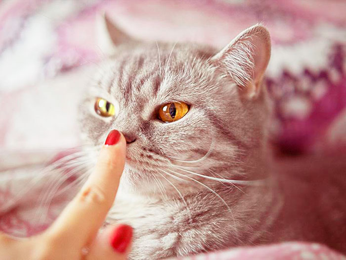 Температура и влажность носа у кошек | Pro-Animal.ru