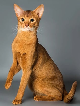 Абиссинская порода кошек