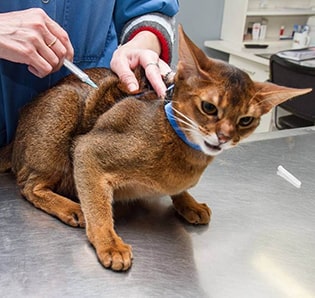Вакцинация абиссинской породы кошек
