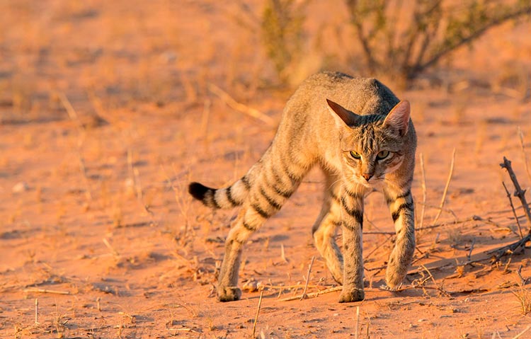 Африканский степной кот