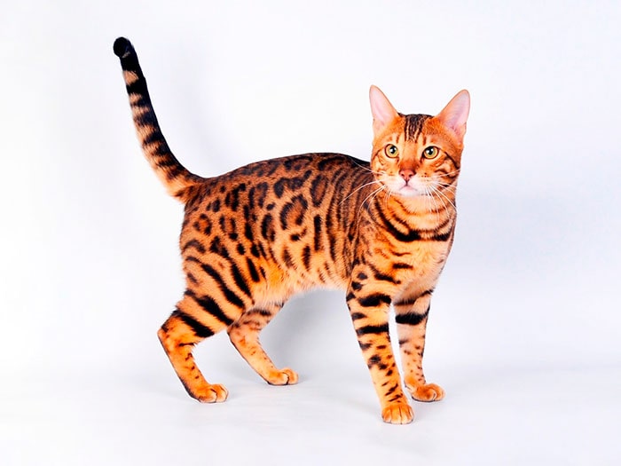 Бенгальская порода кошек: фото, плюсы и минусы, описание характера,  здоровья и болезней, цены на котят | Pro-Animal.ru