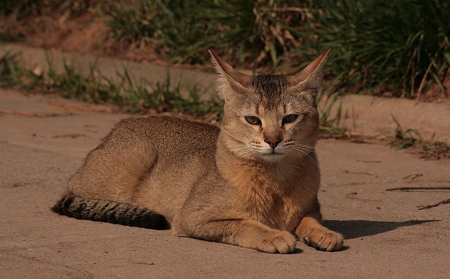 Порода кошек Чаузи (Хауси)