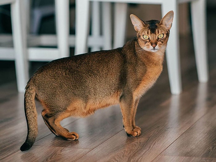 Порода кошек чаузи (хауси): фото, плюсы и минусы, описание характера,  здоровья и болезней, цены на котят | Pro-Animal.ru