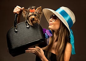 Девушка с карманной собакой в сумке