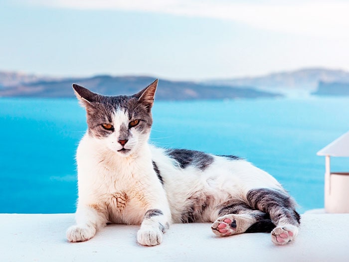 Порода кошек Эгейская
