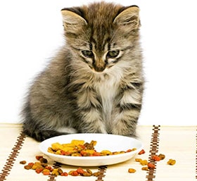 Котенок перед тарелкой с кормом