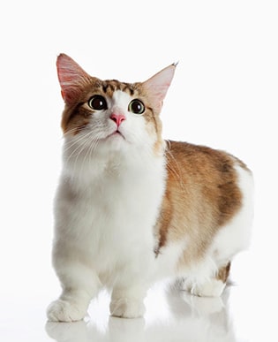 История породы кошек Манчкин