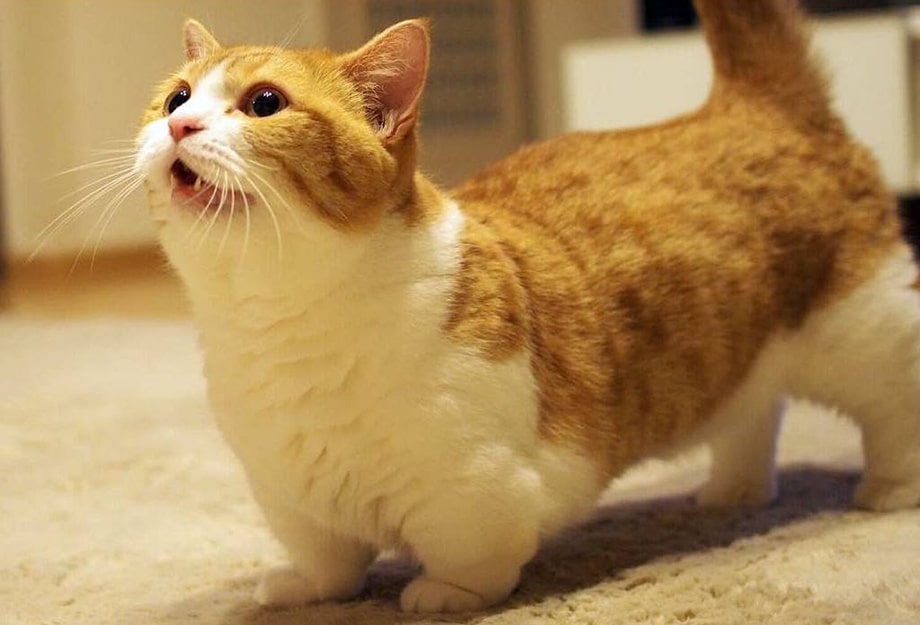Порода кошек манчкин: фото, плюсы и минусы, описание характера, здоровья и  болезней, цены на котят | Pro-Animal.ru