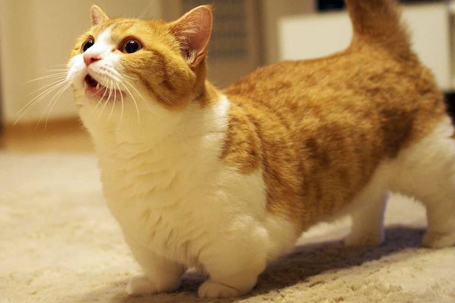 Порода кошек манчкин