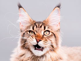 Порода кошек Мейн-кун
