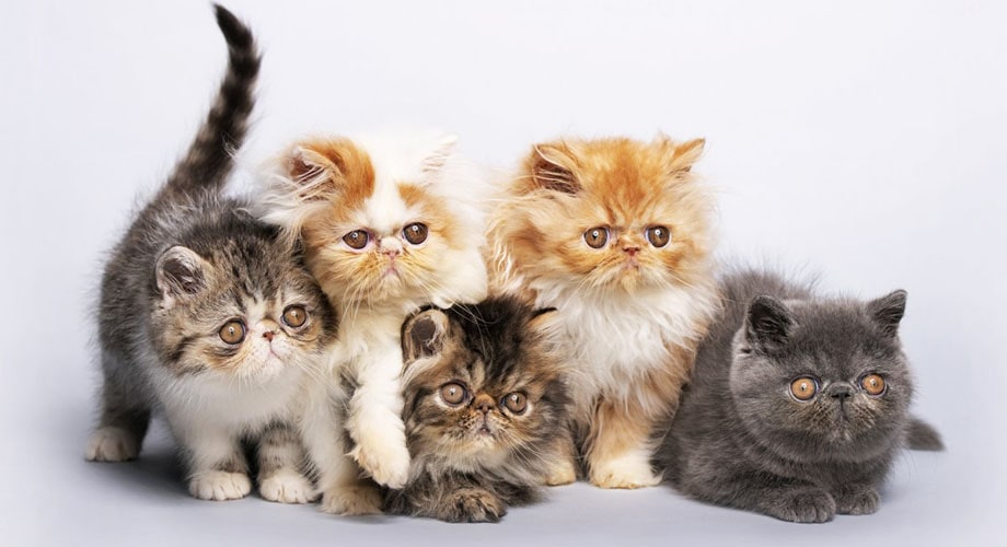 Персидская порода кошек