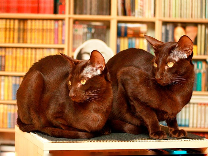 Порода кошек Гавана-браун