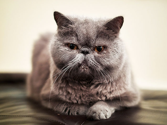 Экзотическая короткошерстная кошка (Экзот): фото, плюсы и минусы, описание  характера, здоровья и болезней, цены на котят | Pro-Animal.ru
