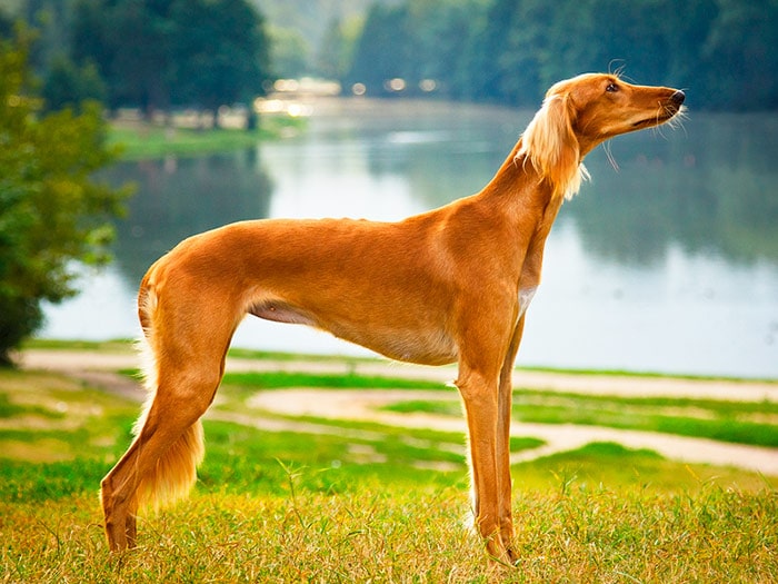 Порода собак салюки (персидская борзая): фото, плюсы и минусы, описание  характера, здоровья и болезней, цены на щенят | Pro-Animal.ru