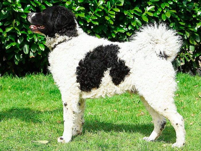 Порода собак Веттерхун (голландский водяной спаниель)