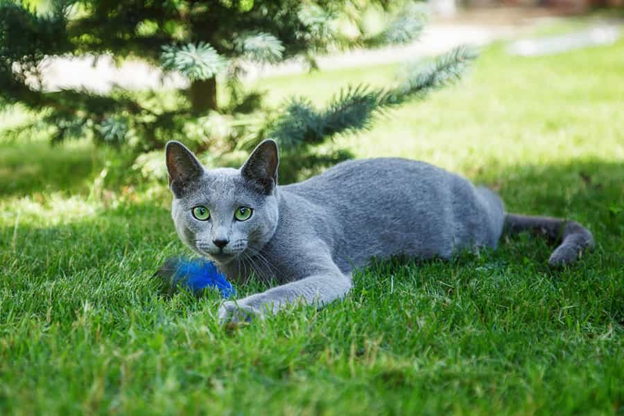 Порода кошек русская голубая