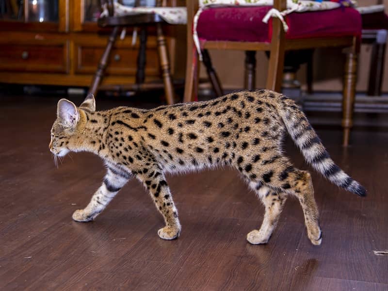 Фотографии кошек породы саванна