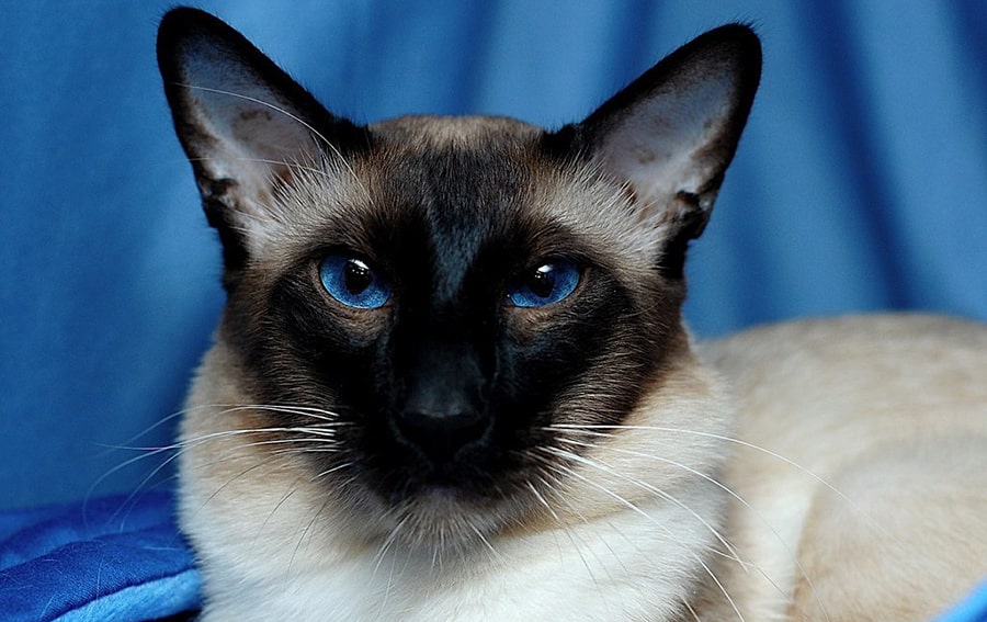 Глубокие синие глаза сиамской кошки