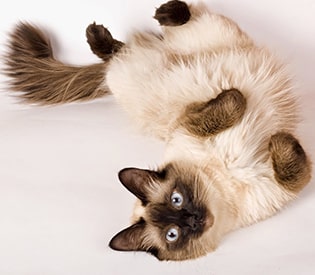 Сиамская кошка лежит на спине
