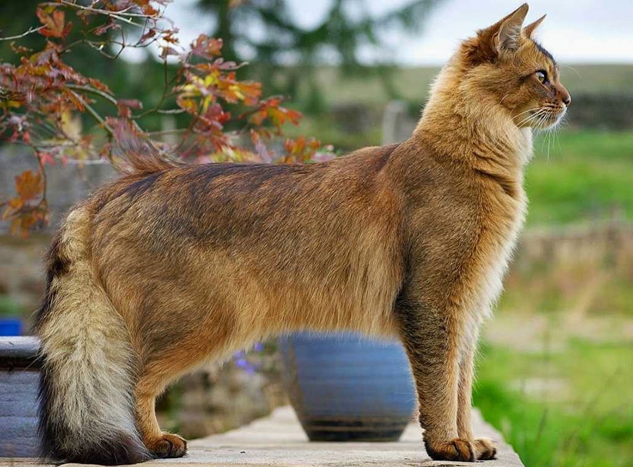 История происхождения породы кошек сомали