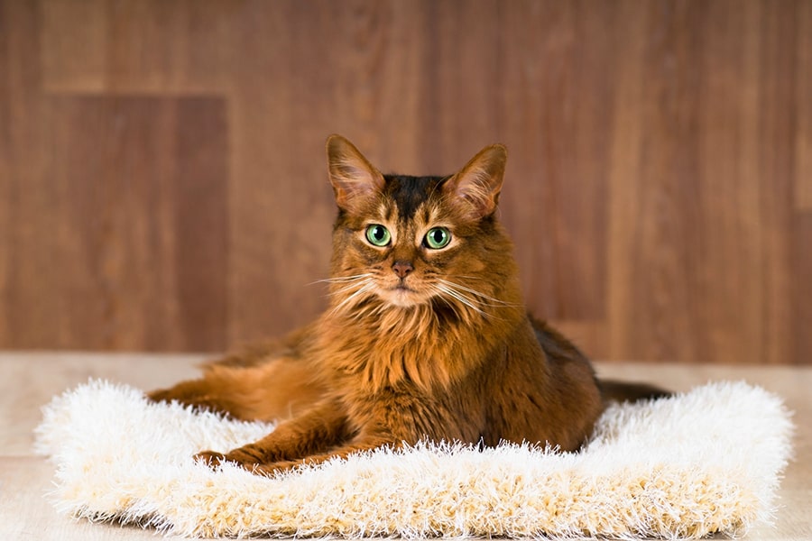 Порода кошек сомали (сомалийская кошка)