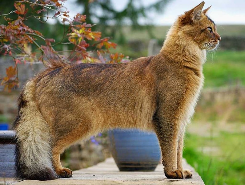 Порода кошек сомали (сомалийская кошка)