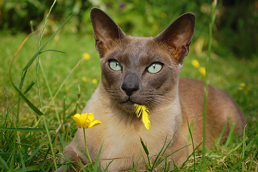 Порода кошек тонкинез (тонкинская кошка)