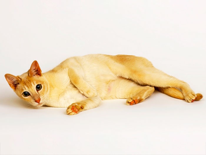 Порода кошек Цейлонская