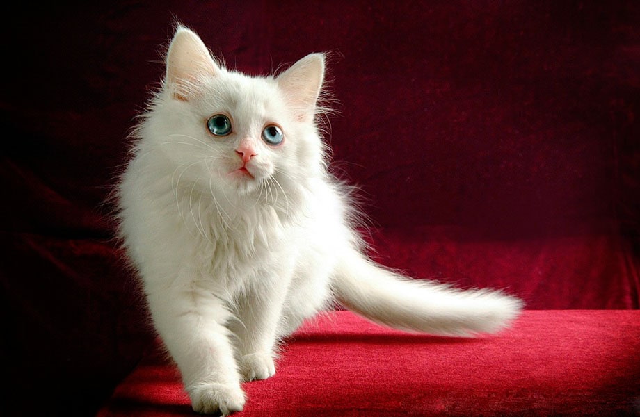 Порода кошек турецкая ангора (ангорская)