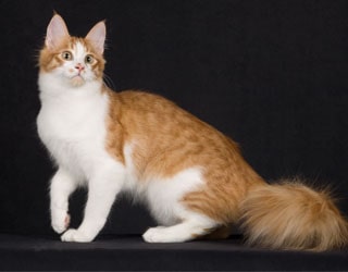 Порода кошек турецкая ангора (ангорская кошка)