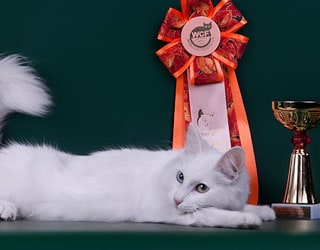 Порода кошек турецкая ангора (ангорская кошка)