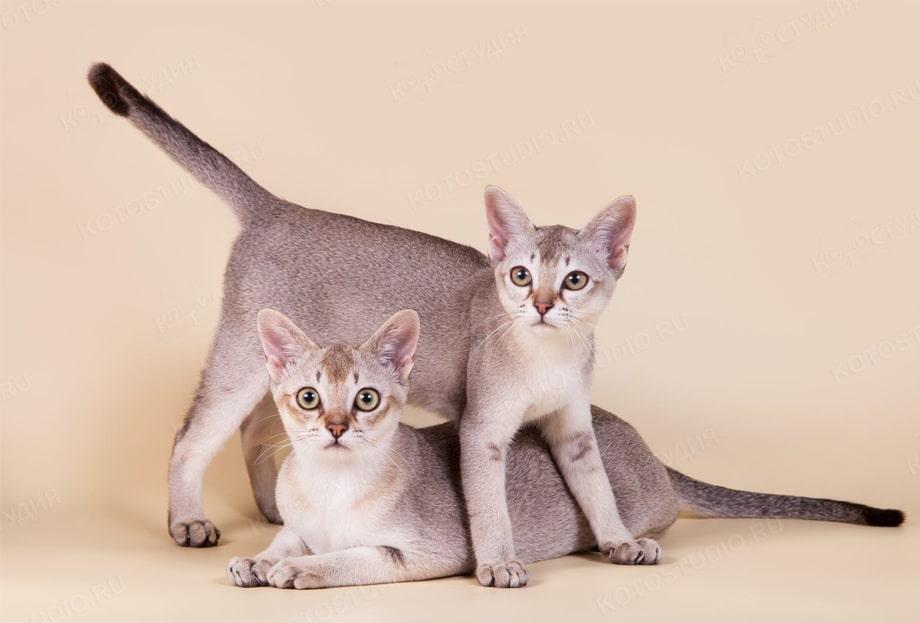 Порода кошек цейлонская