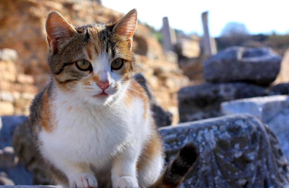 Порода кошек Эгейская