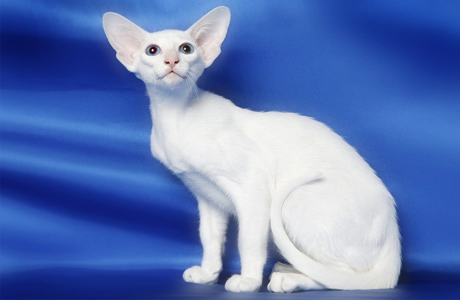 Порода кошек Форин Вайт (белая сиамская)