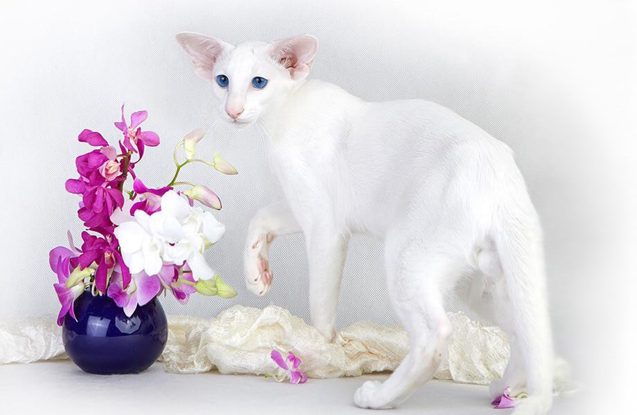 Порода кошек Форин Вайт (белая сиамская)